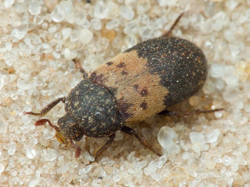 Larder beetle Identification, Life Cycle, Facts & Pictures