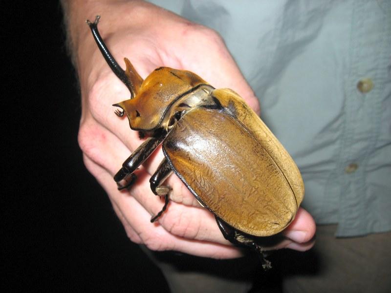 Elephant Beetle Identification, Life Cycle, Facts & Pictures