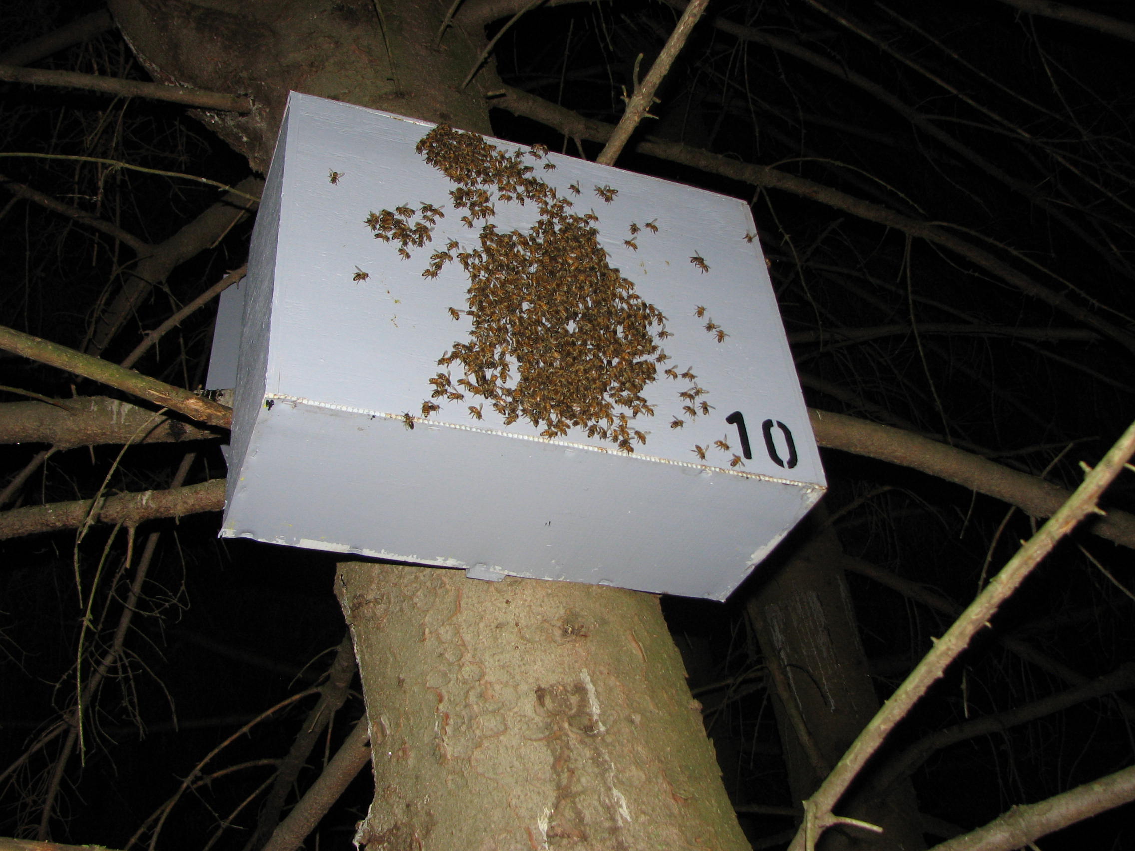 Bushkill Honeybee Swarm Traps