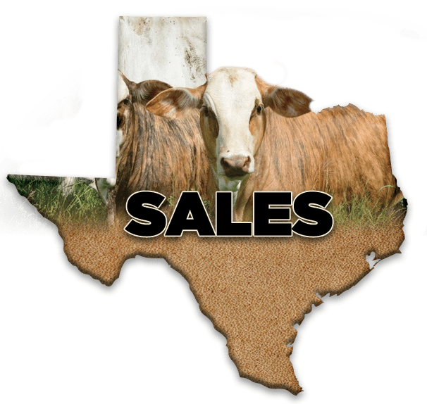 Home Beeville Livestock Commission Beeville, Texas