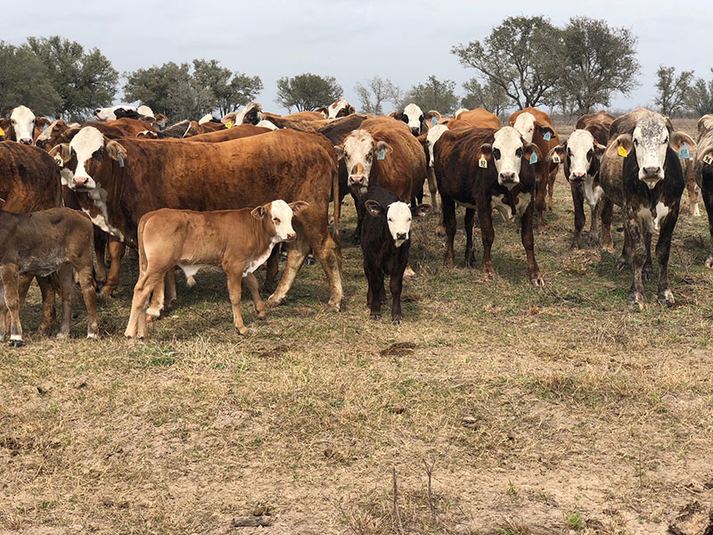 Sales Beeville Livestock Commission Beeville, Texas