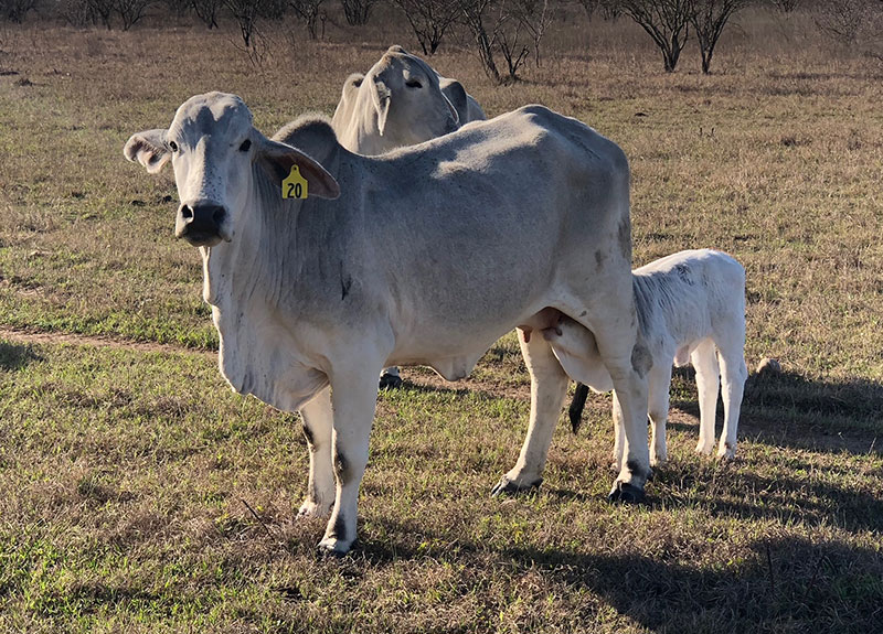 Sales Beeville Livestock Commission Beeville, Texas