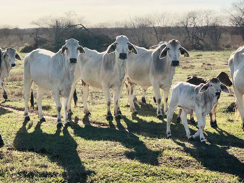 Sales Beeville Livestock Commission Beeville, Texas