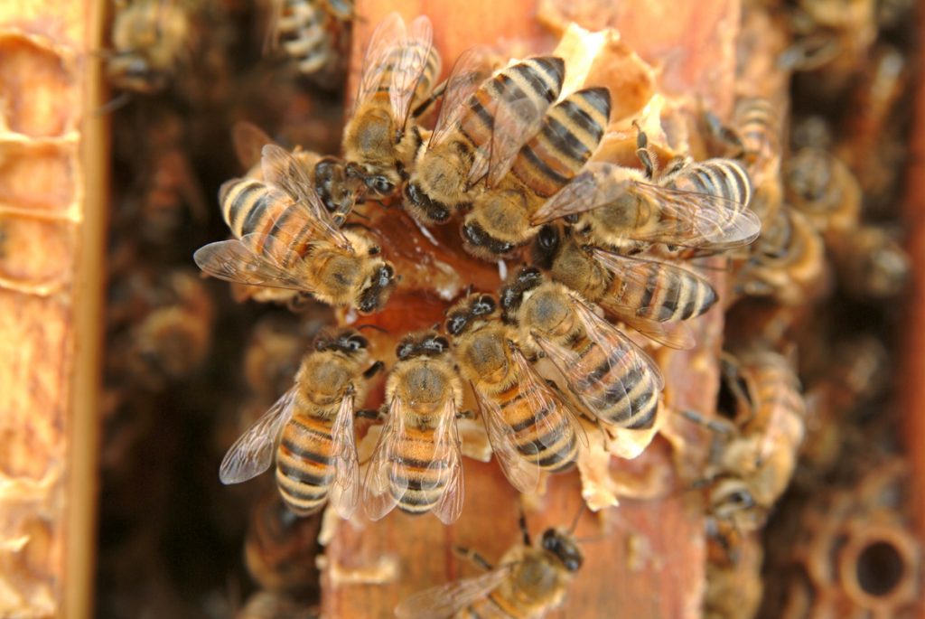 Add Honey Bees, Reduce Your Texas Property Taxes BeeWeaver Honey Farm