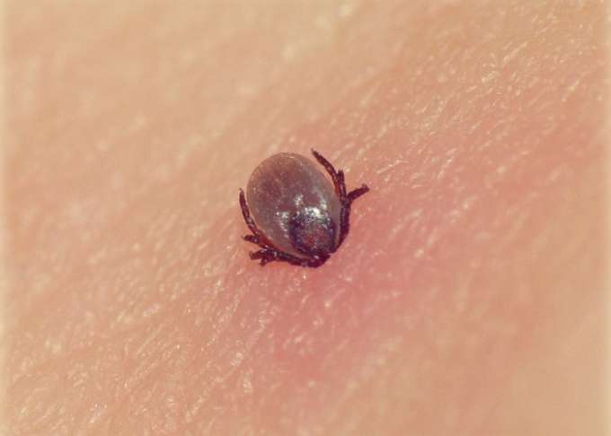 Tick Nest and What do Tick Eggs Look Like? New Photos 2021