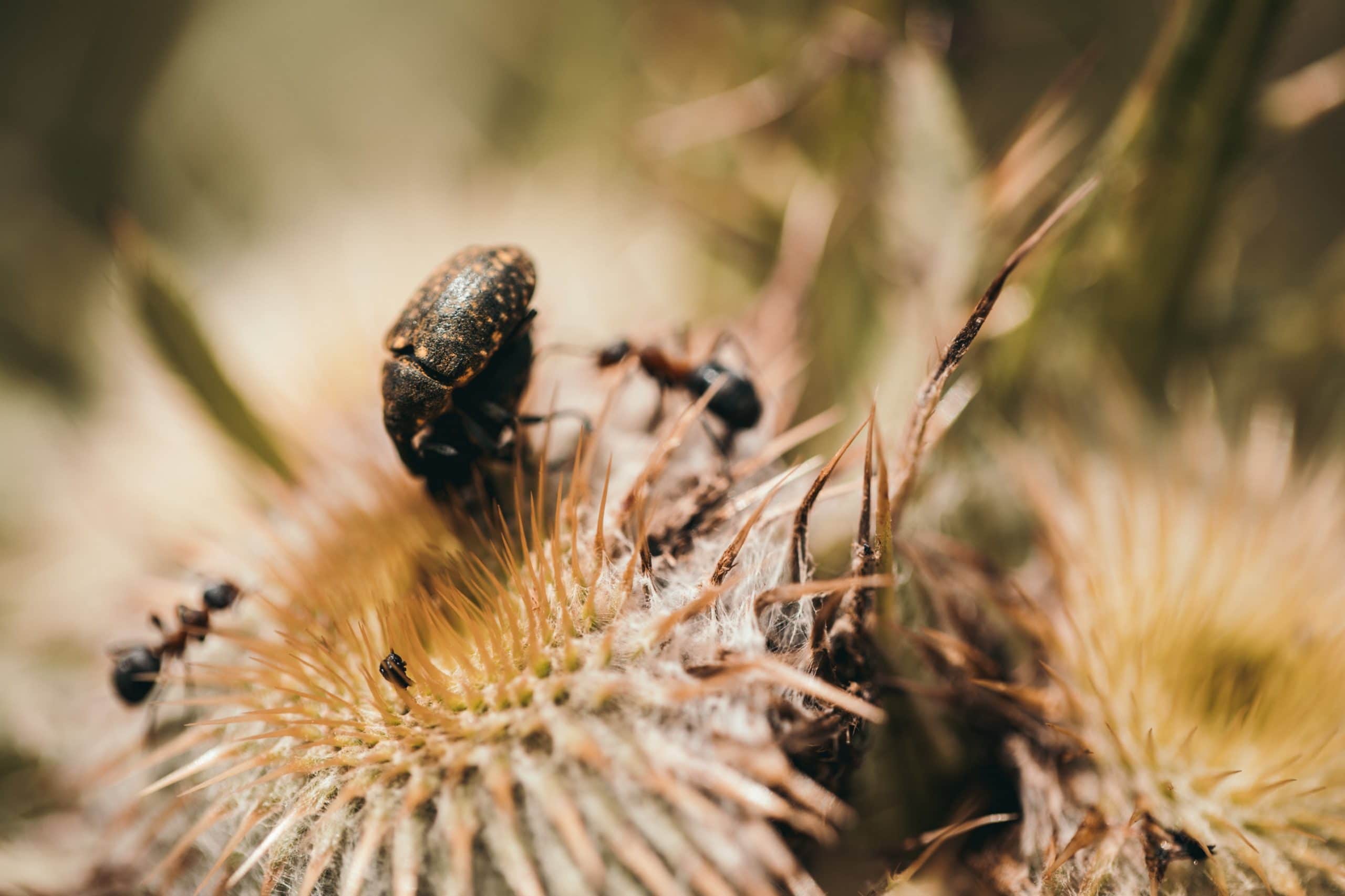 18 Bugs That Look Like Ticks Tick vs Spider (New Photos 2021) Beezzly