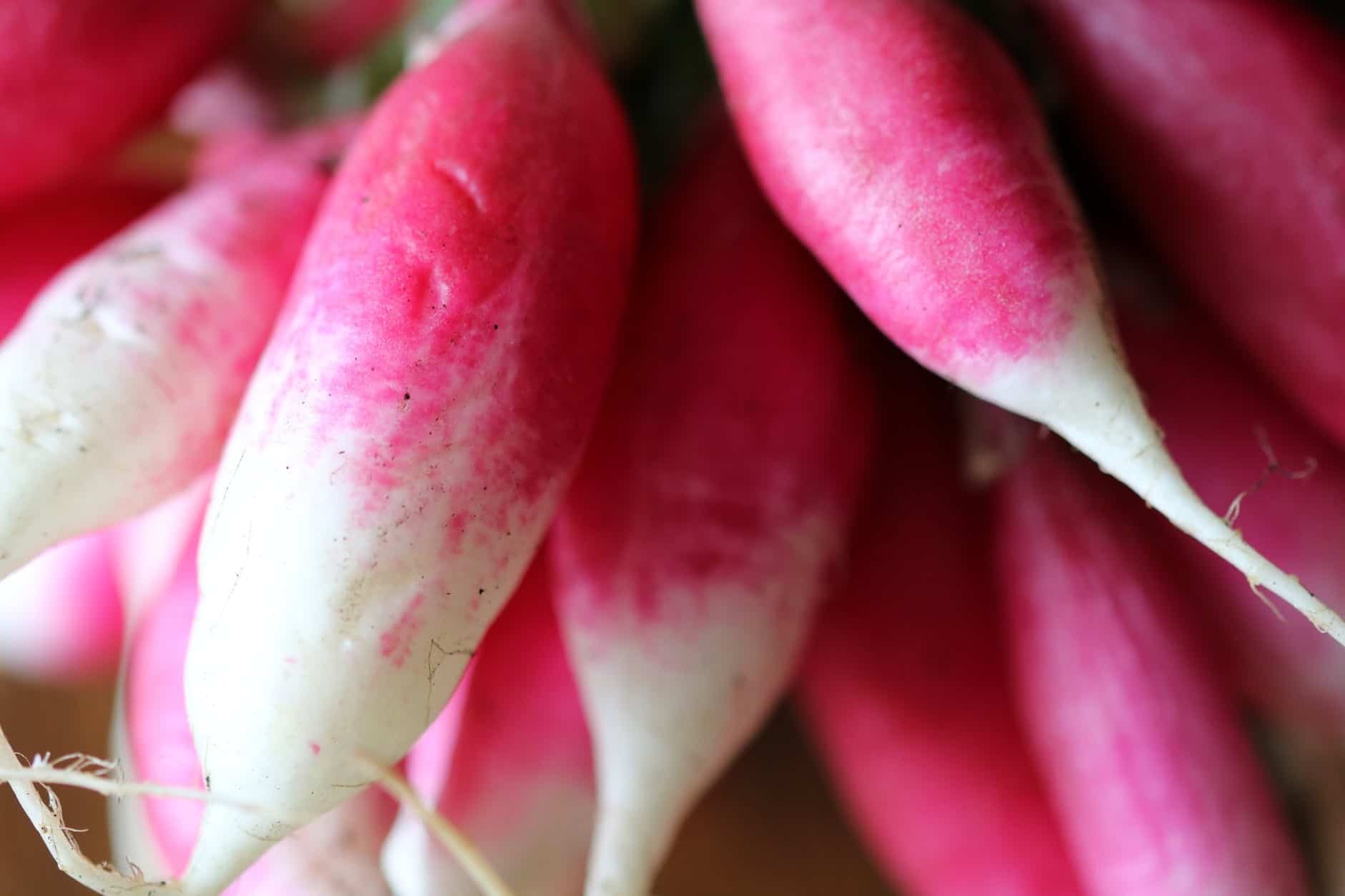 How to Store Radishes? Best Tips And Tricks Beezzly
