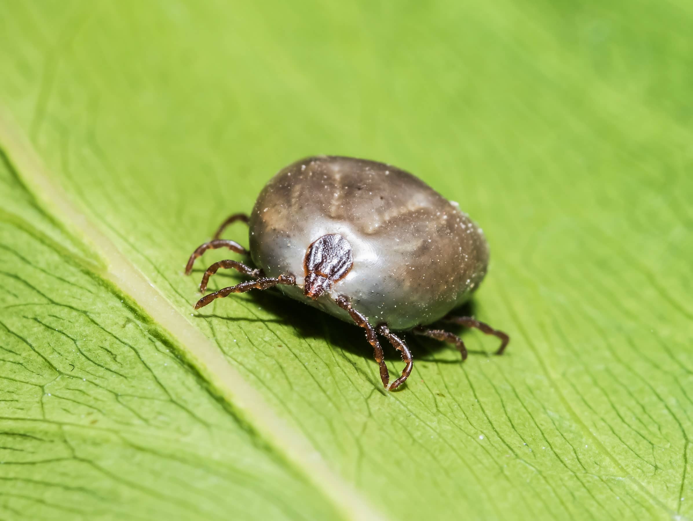 What Purpose Do Ticks Serve? Detailed Guide Beezzly
