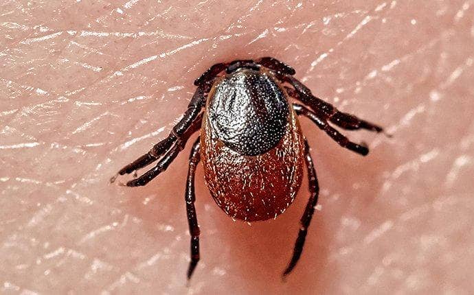 What Purpose Do Ticks Serve? Detailed Guide Beezzly