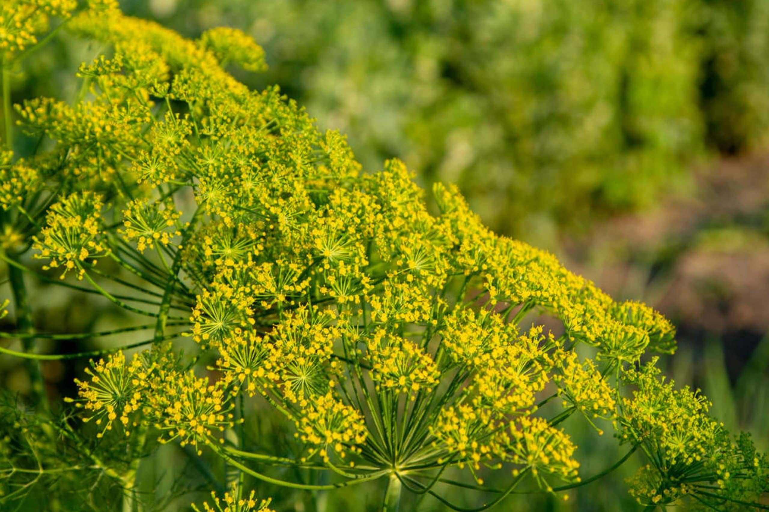 How to Clean Pollen Off Your Porch? Detailed Guide Beezzly