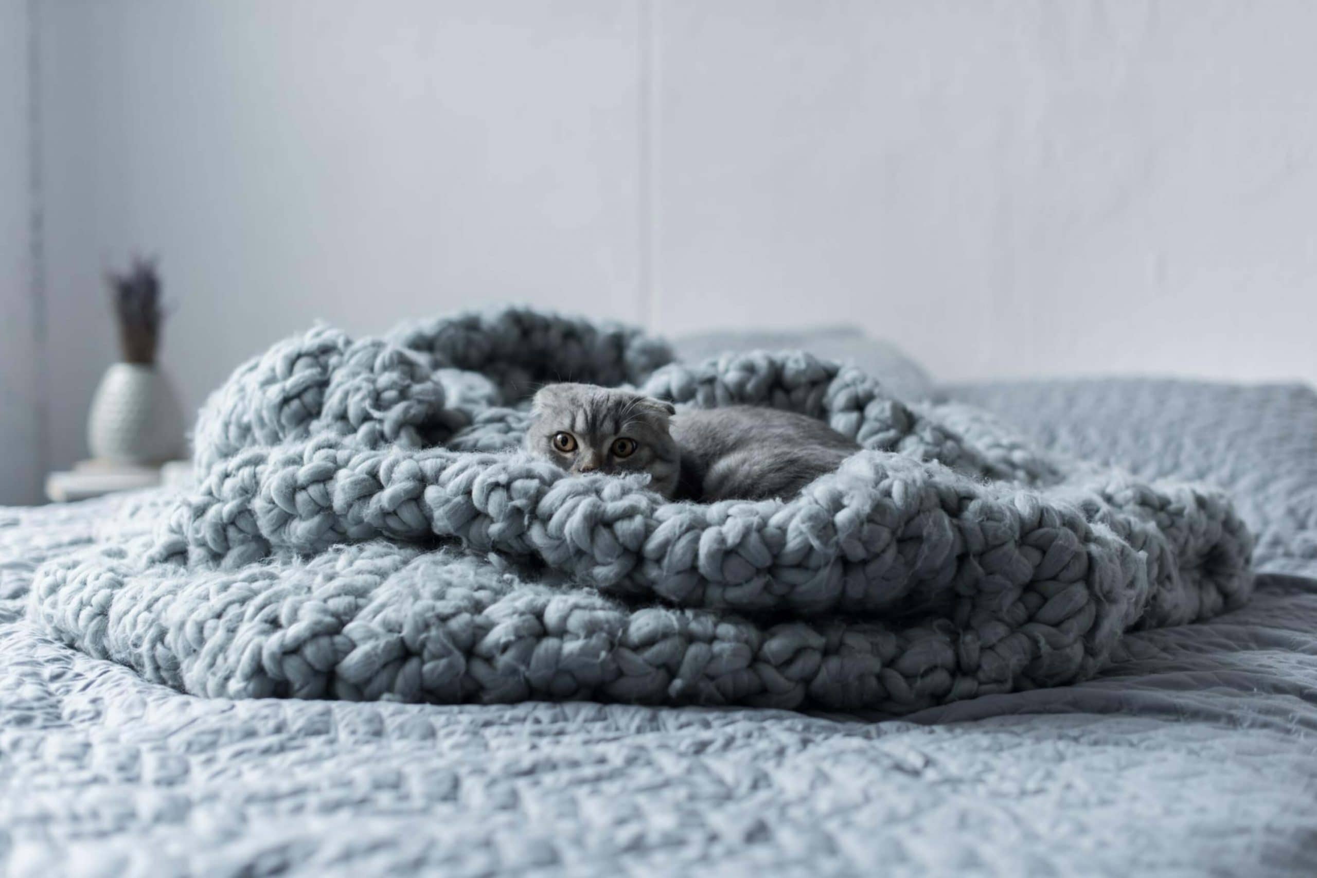 How to Wash Ugg Blanket? Detailed Guide Beezzly