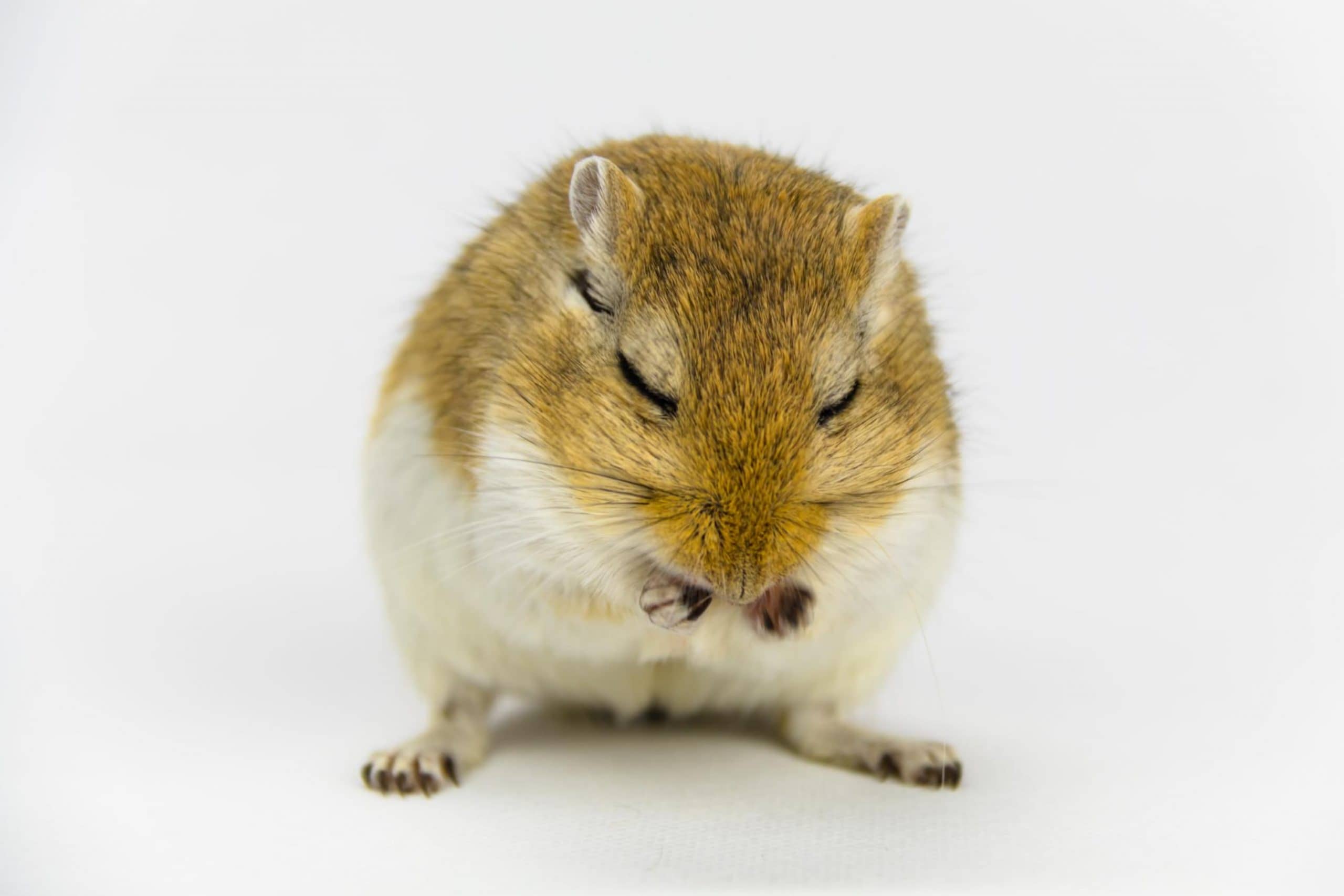 How to Keep Mice Out Of Grill? 5+ Prevention Tips