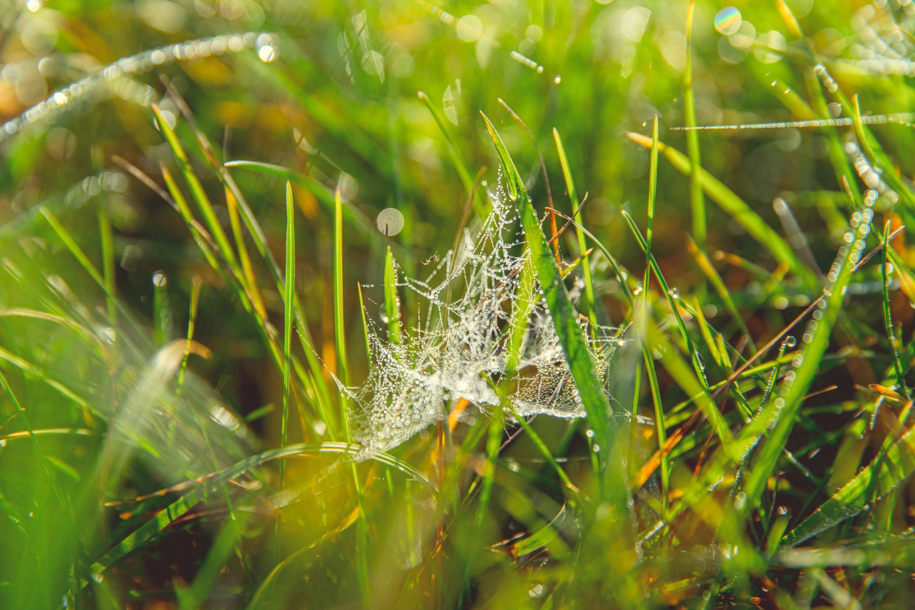 How to Keep Spiders Off Your Porch? Quick Guide Beezzly