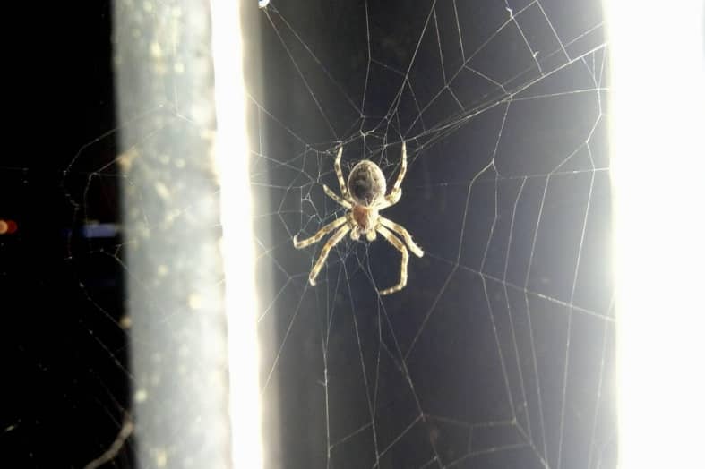 How to Keep Spiders Off Your Porch? Quick Guide Beezzly