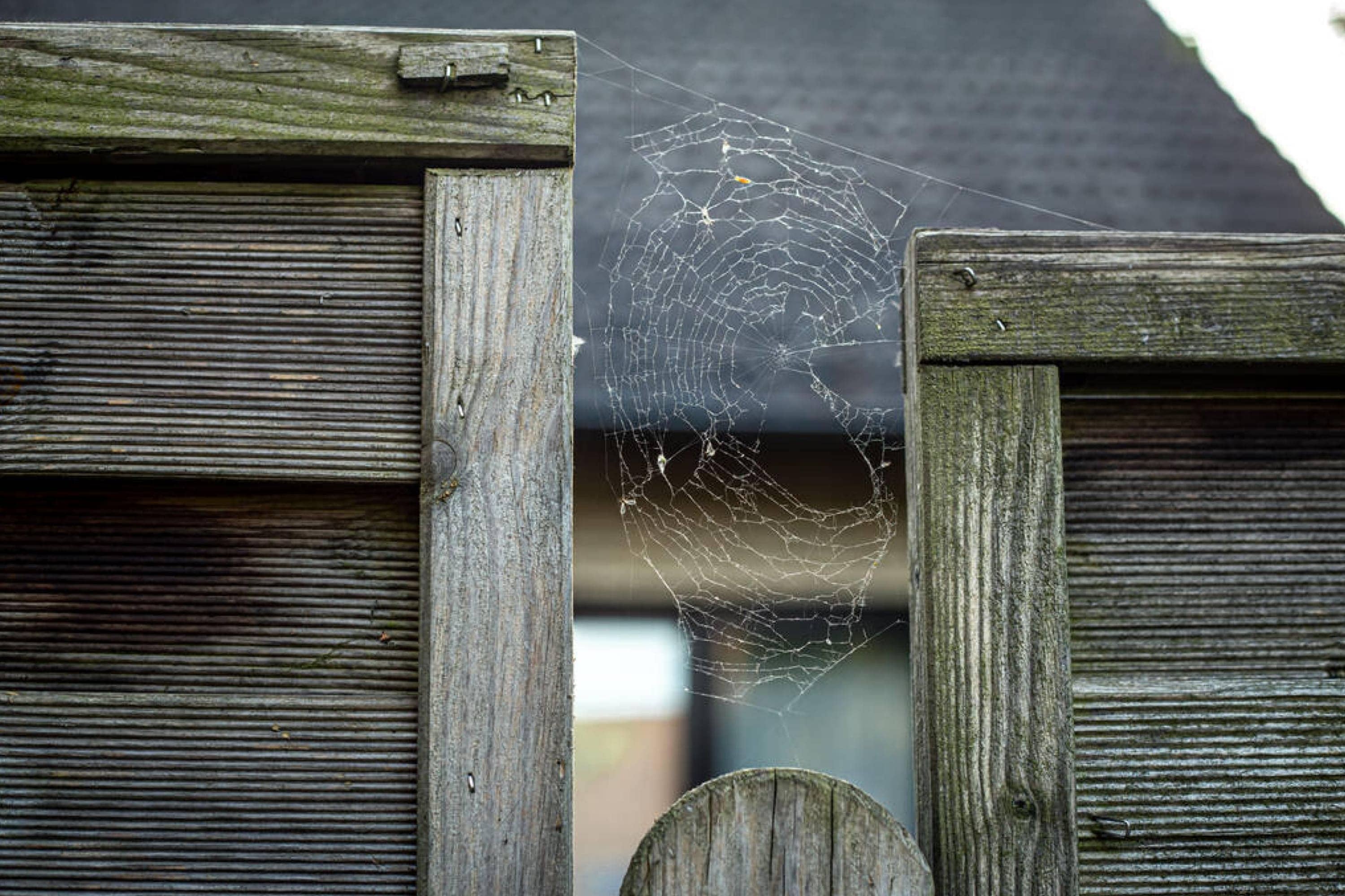 How to Keep Spiders Off Your Porch? Quick Guide Beezzly
