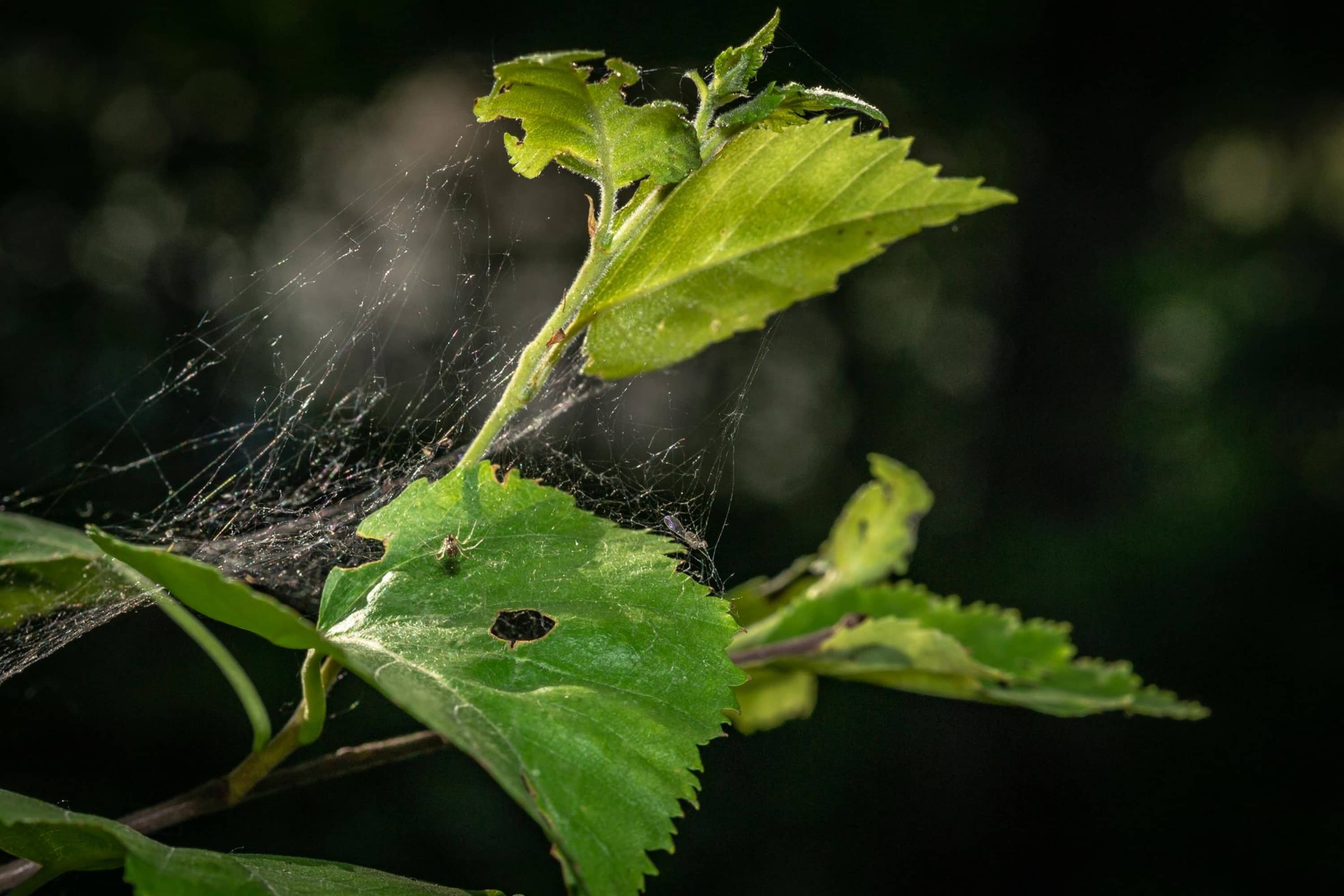 How to Keep Spiders Off Your Porch? Quick Guide Beezzly