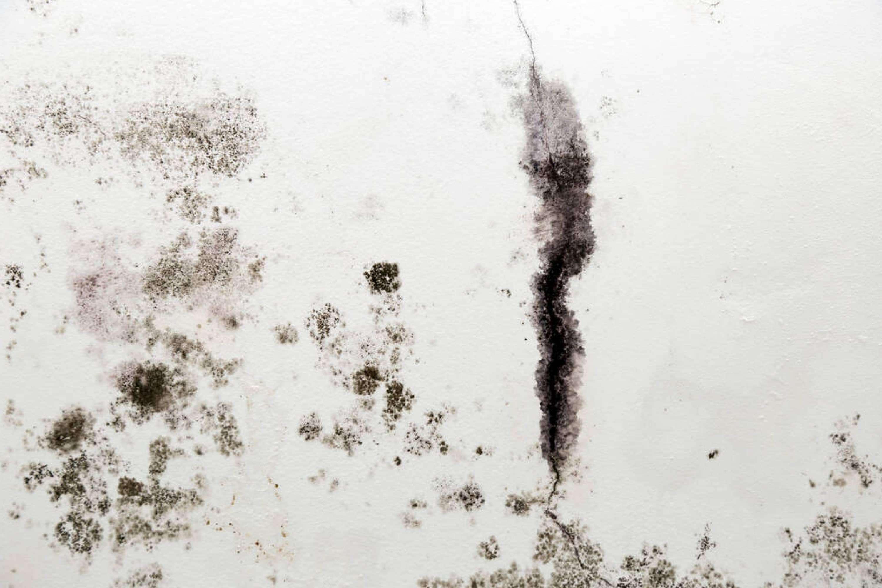 What Does Mold Look Like In a Basement? Beezzly