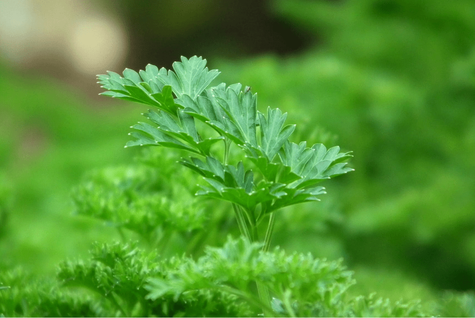 The Purifying Power of Parsley Be Fit Again