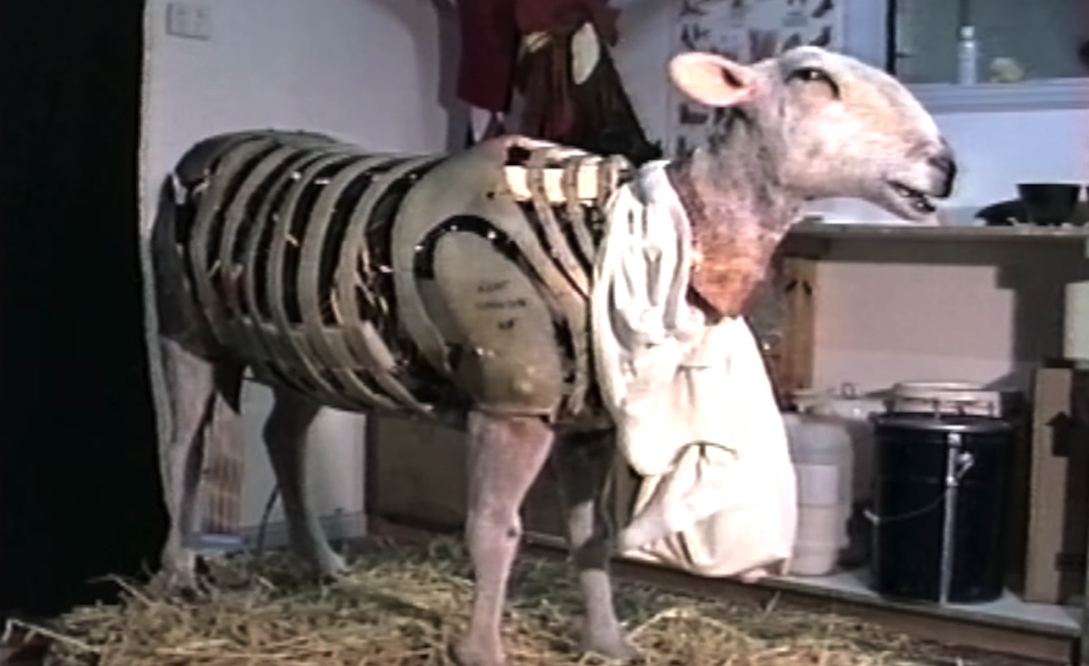 The animatronic sheep in 'Babe' almost lost their coats before filming