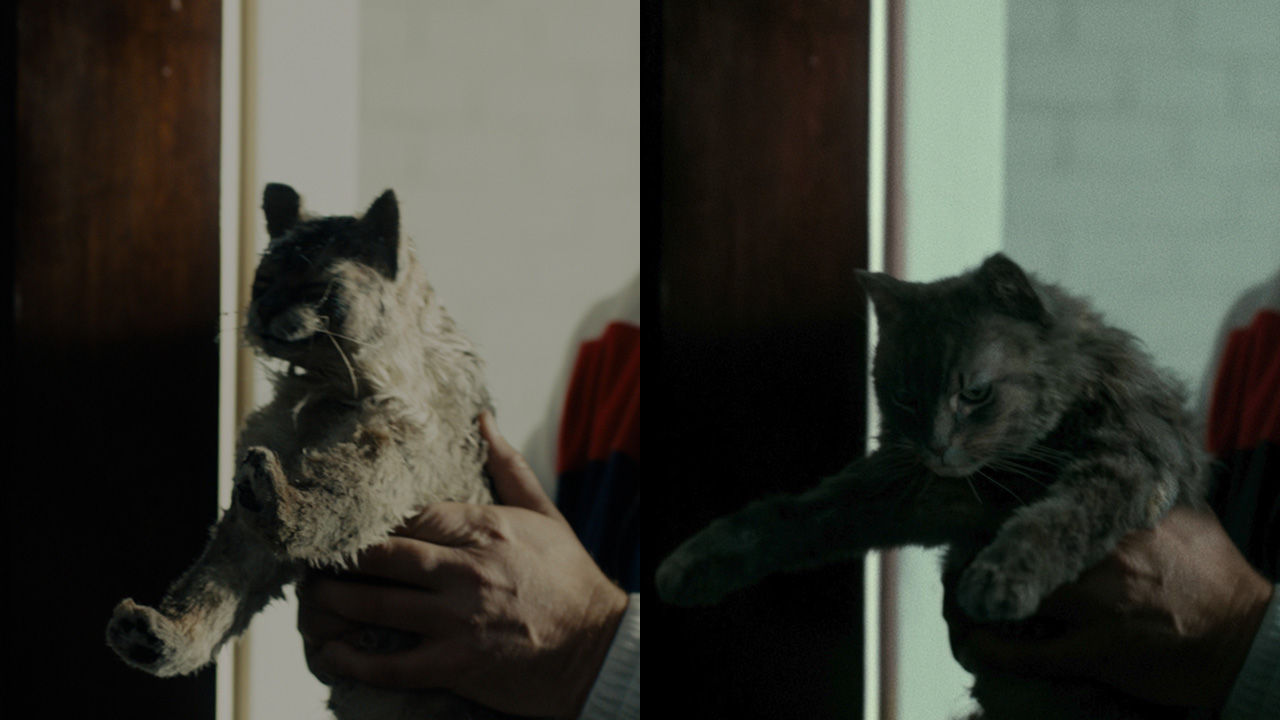 Tom Hanks’ cat in ‘A Man Called Otto’ is a mix of liveaction