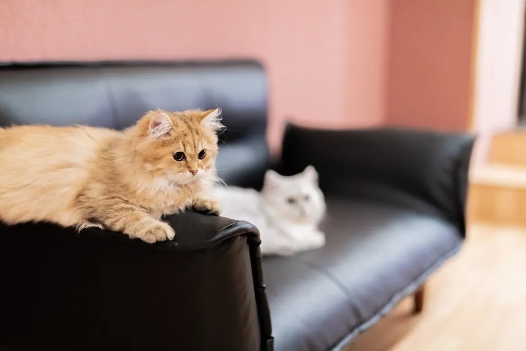 The Simple Guide on How to Start a Cat Café Beginability