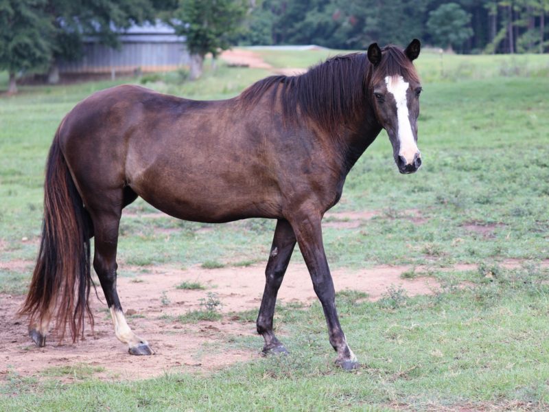 Blaze Begin Again Farms