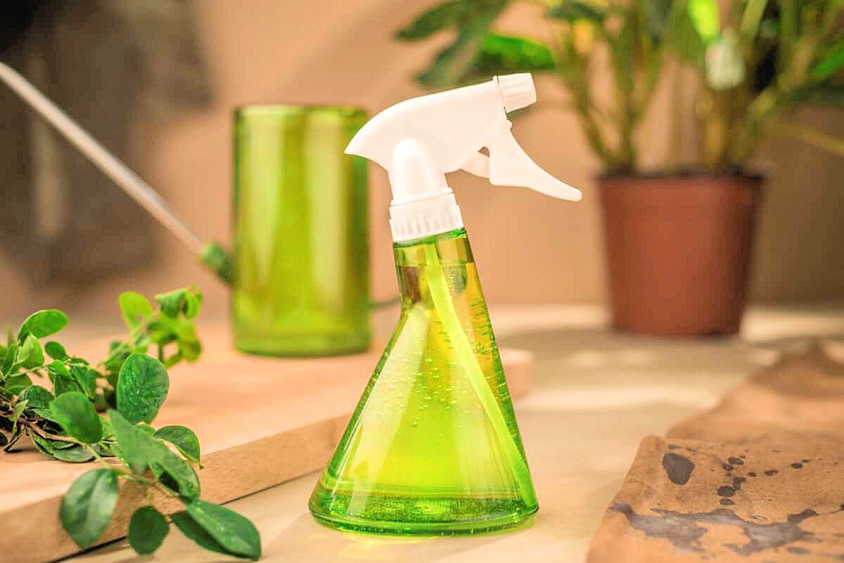 How to Treat Mealybugs on Houseplants Beginner Houseplant