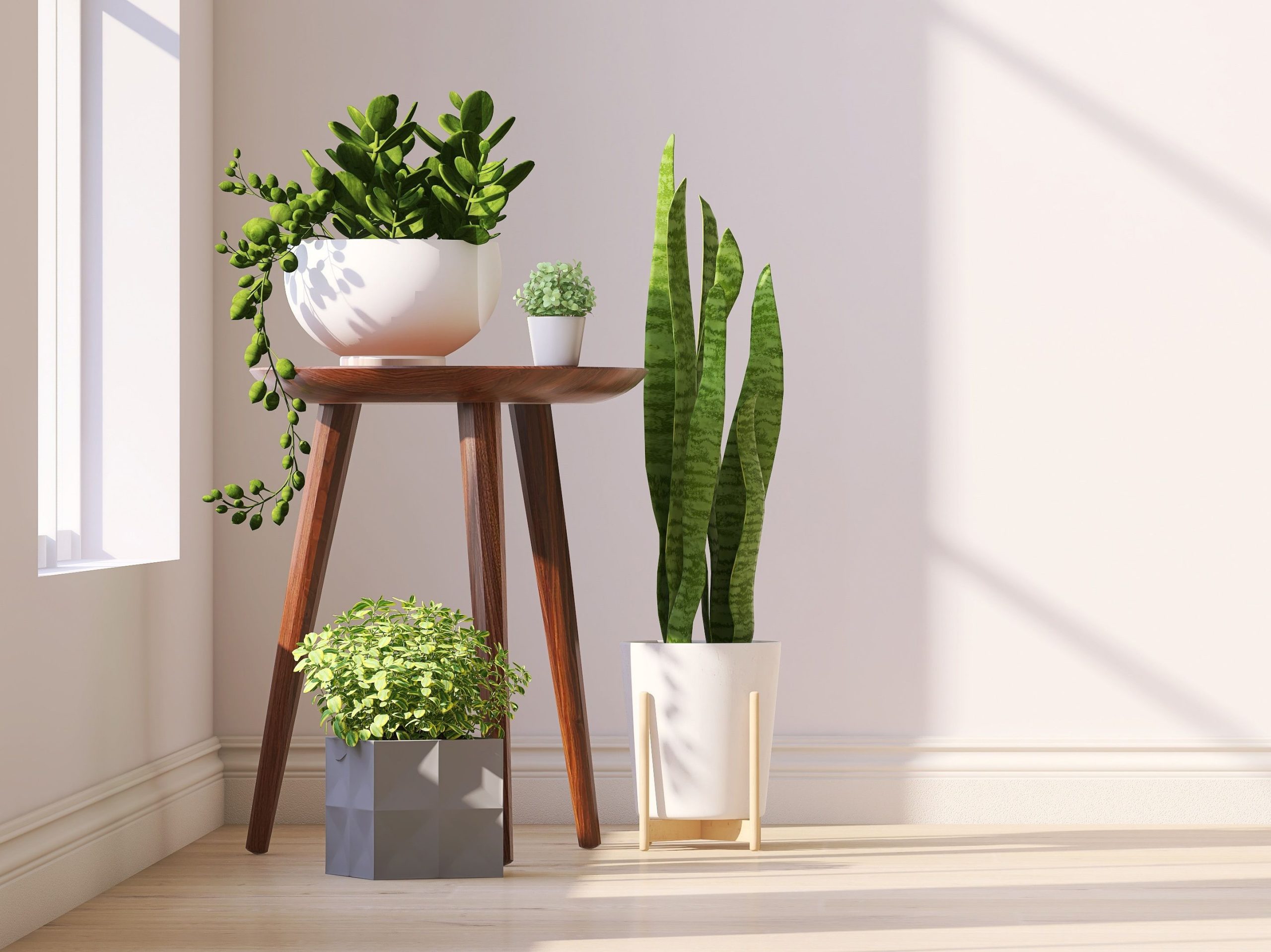 North, South, East, West Window Direction and Houseplants Beginner