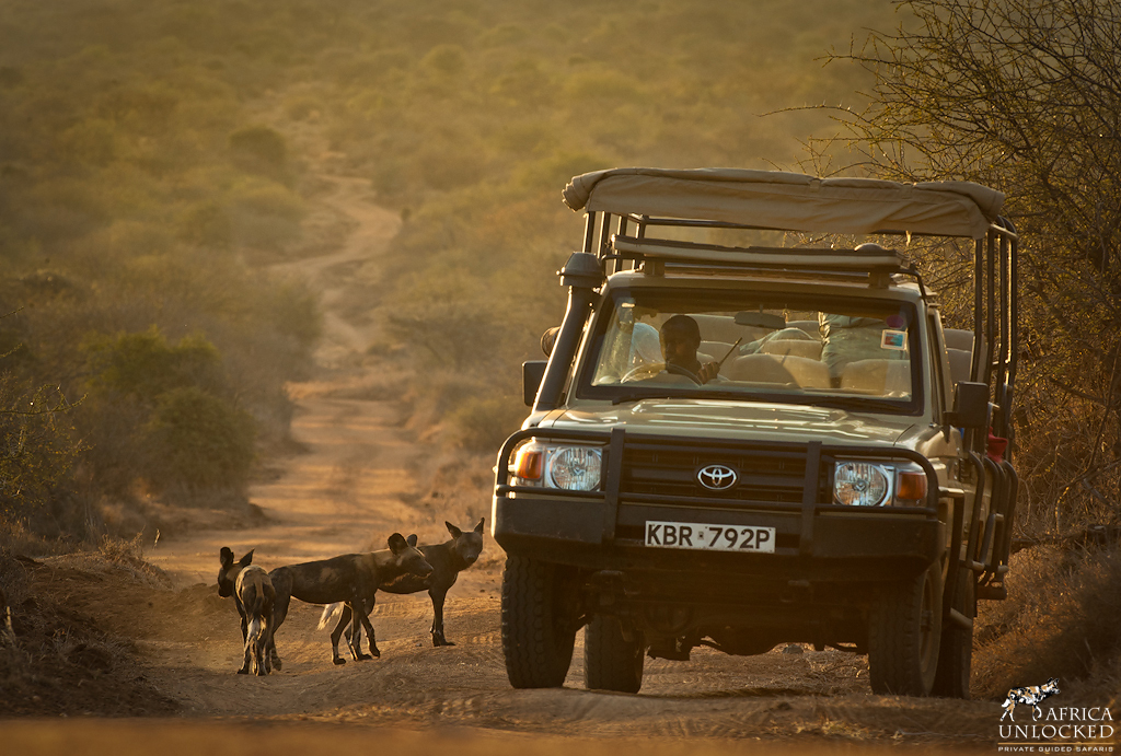 Wild dogs in Kenya, Laikipia