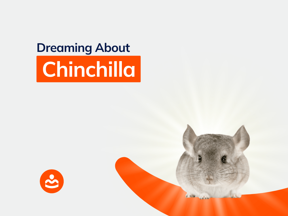 Dreaming of Chinchilla 55+ Meanings and Interpretations