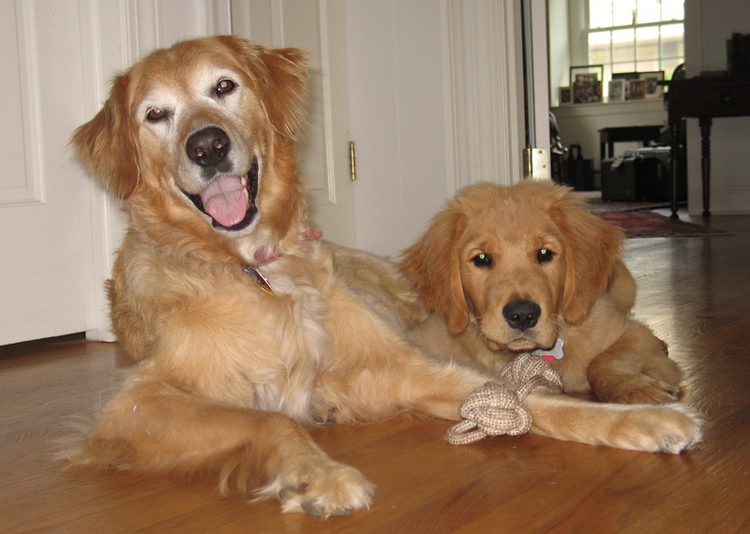 See how Happy your pet can be with Be Happy Pets!