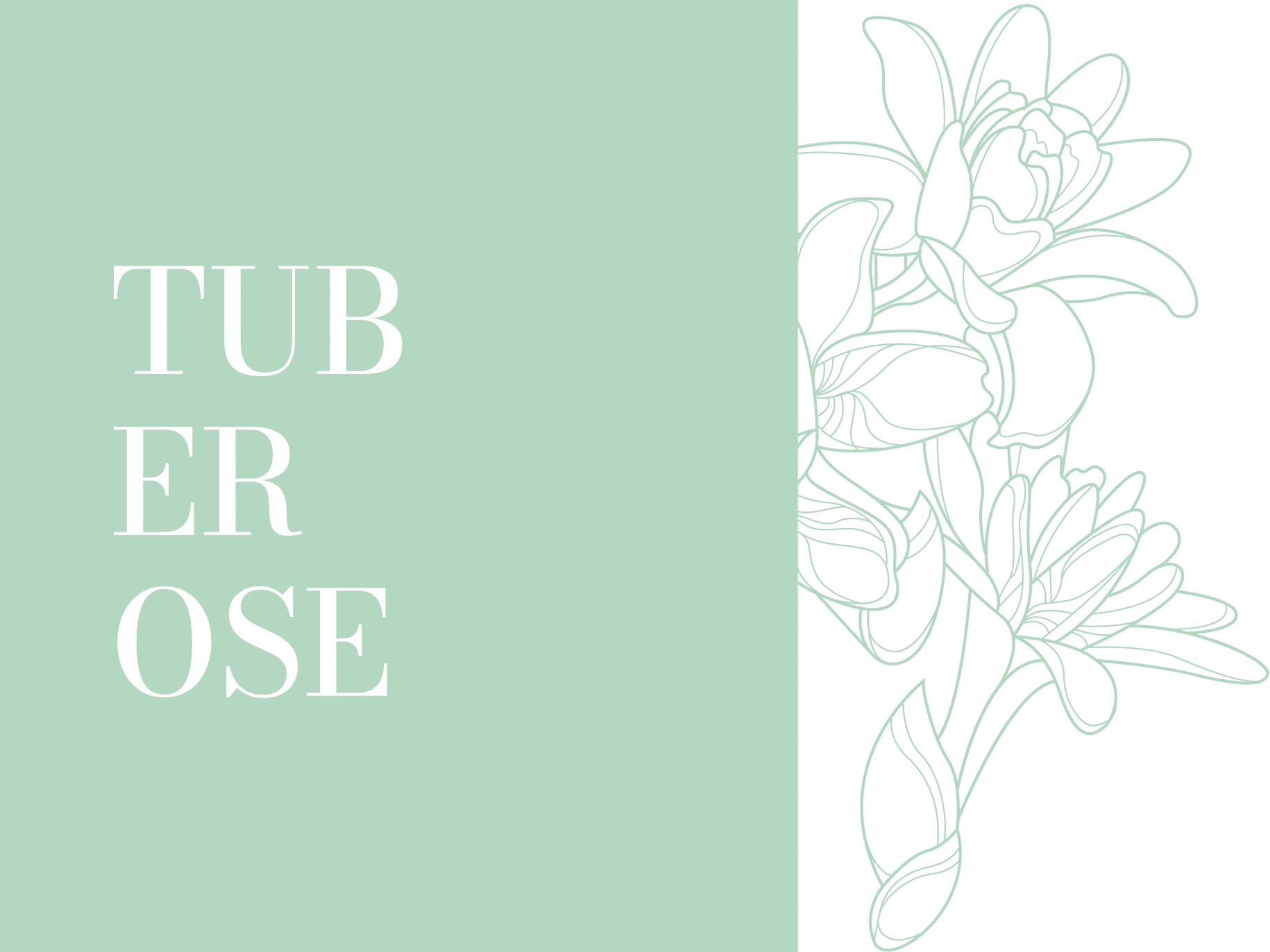 Tuberose Alcoholate (Polianthes Tuberosa)