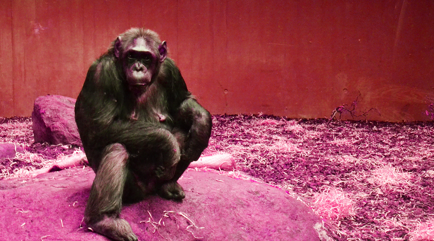 War for Peace Among Wild Chimpanzees Behavioral Scientist