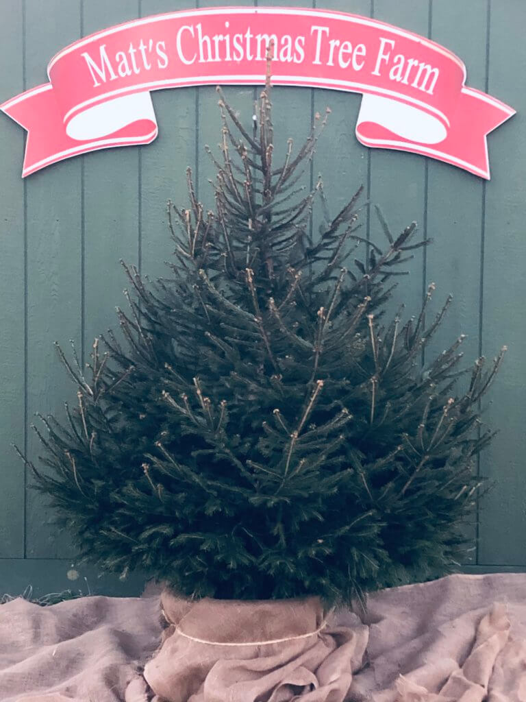 Going Green The Ins and Outs of Ball and Burlap Christmas Trees