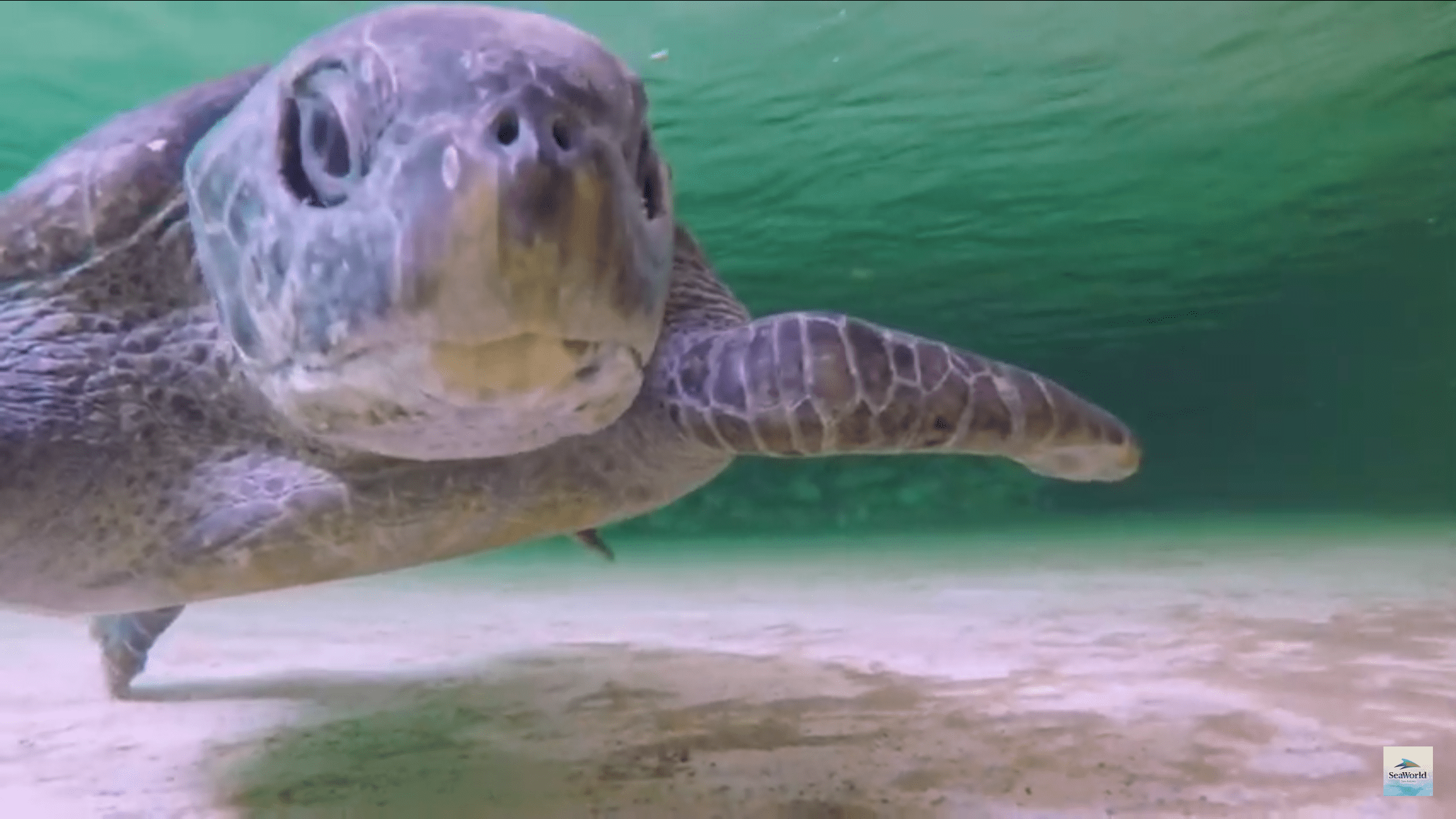 Behind The Thrills Turtles arrive at SeaWorld San