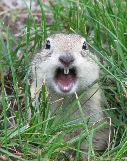 Images of Gopher JapaneseClass.jp