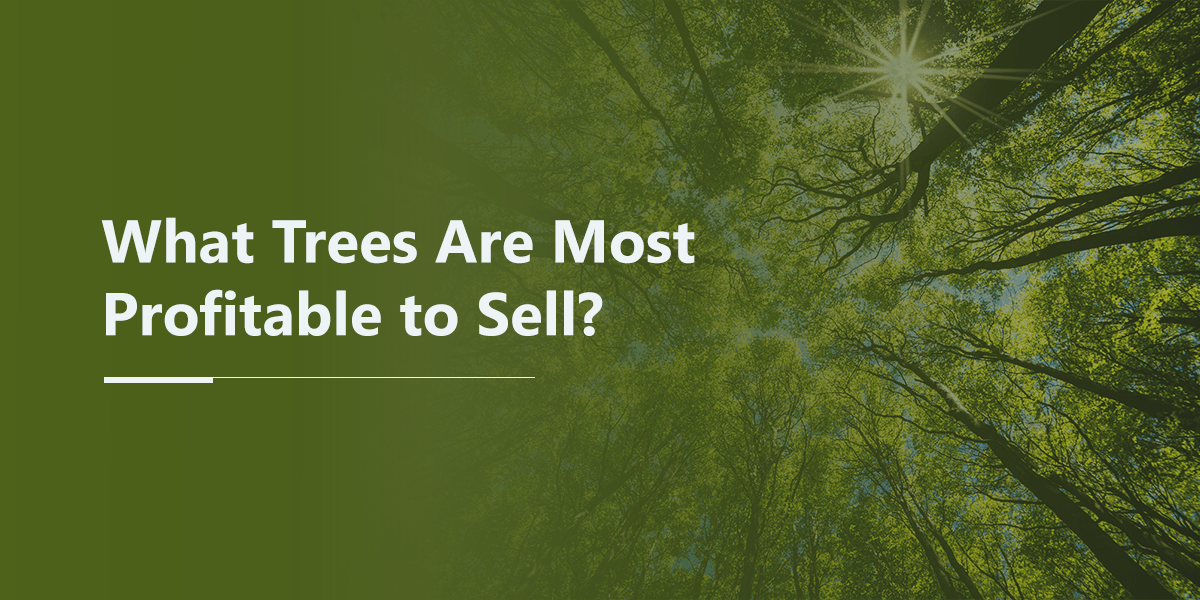 What Trees Are Most Profitable to Sell?