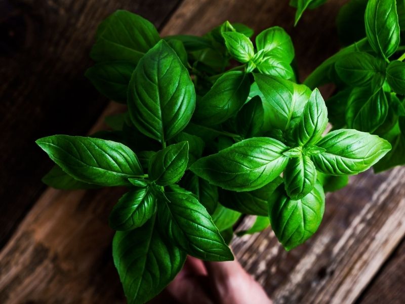 11 Safe Plants for Your Bearded Dragon's Tank Being Reptiles