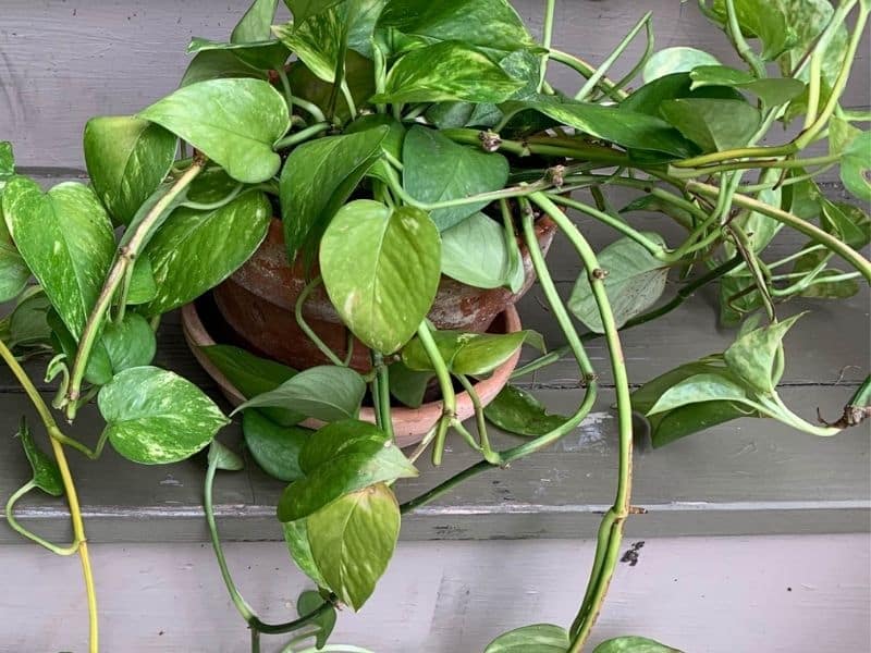 14 Safe Plants for Crested Gecko Vivariums Being Reptiles