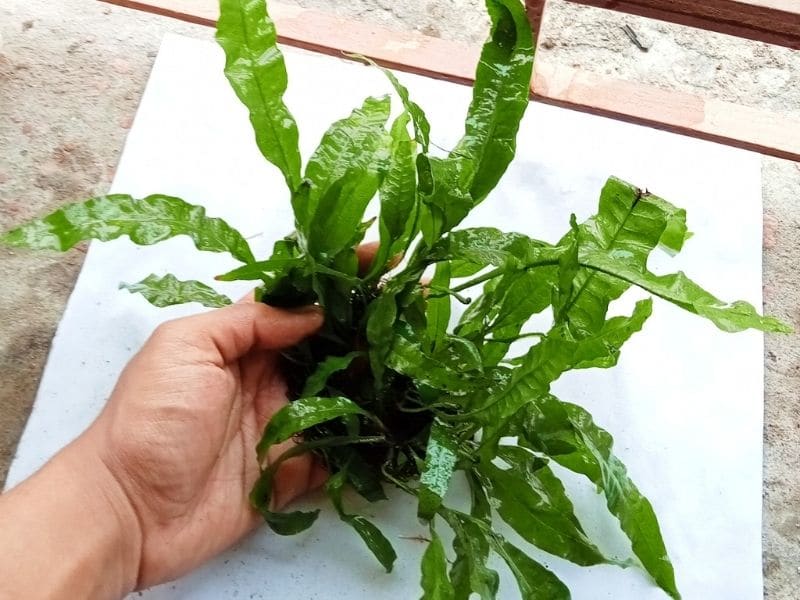 11 Best Plants for Axolotl Tanks Being Reptiles