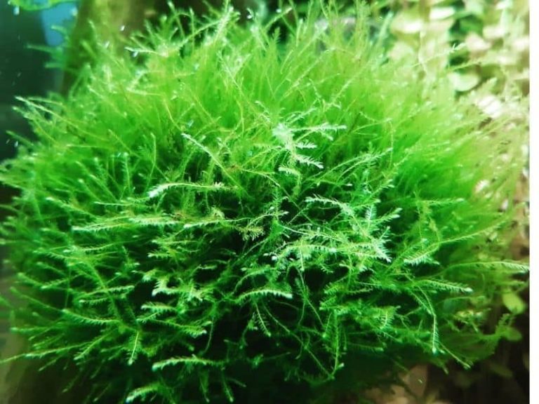 11 Best Plants for Axolotl Tanks Being Reptiles