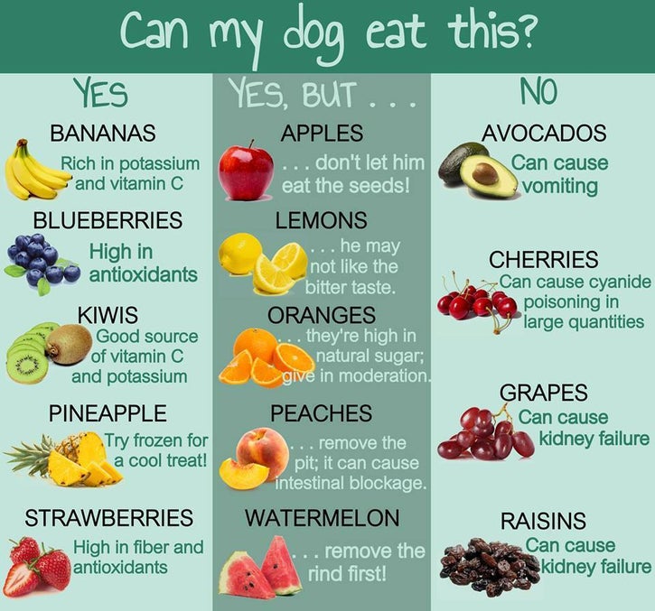 What Fruits Dog Cannot Eat at Maryann Dick blog