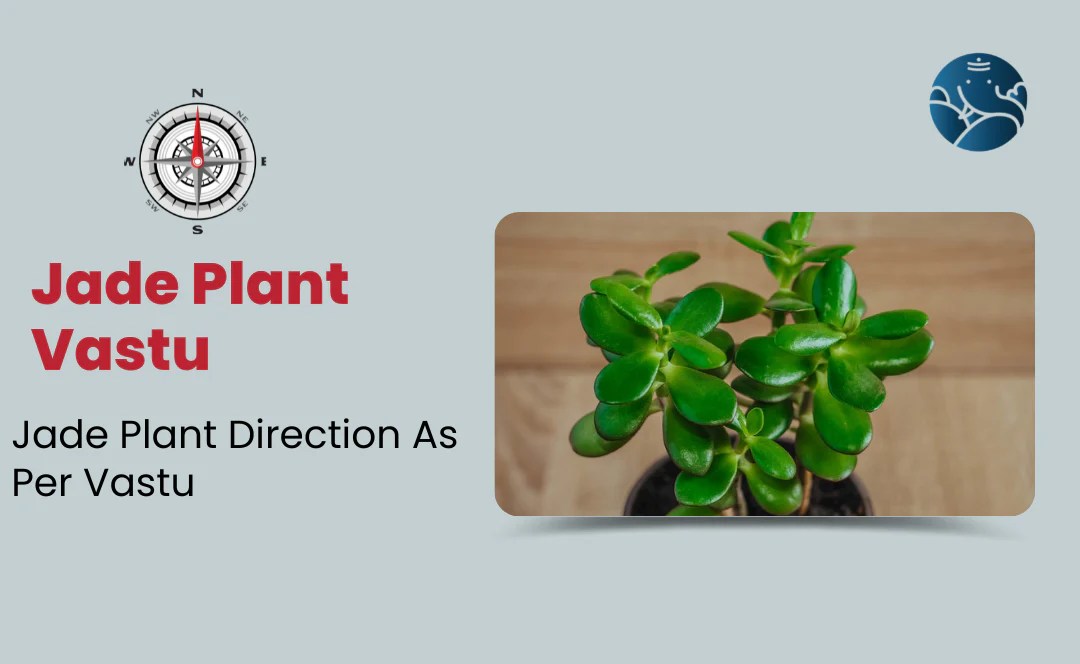 Jade Plant Vastu Crassula Plant Direction As Per Vastu Bejan Daruwalla