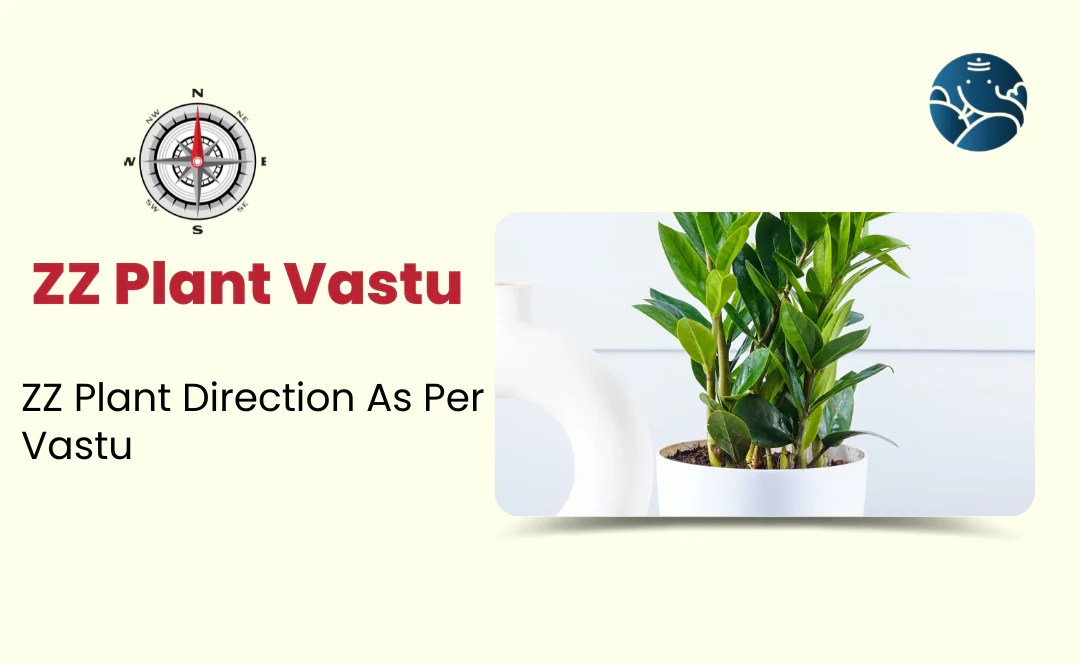 ZZ Plant Vastu Zanzibar Gem Plant direction as Per Vastu Bejan Daruwalla