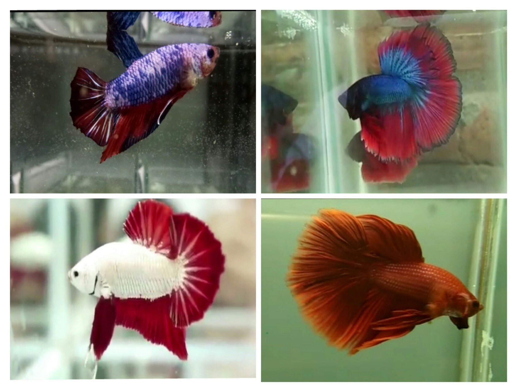 Jenis-Jenis Warna Ikan Cupang | Tell, Dont Sell.