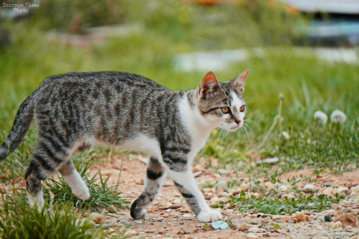 Why Are My Cat’s Front Legs Shorter Than the Back? Bela Pets
