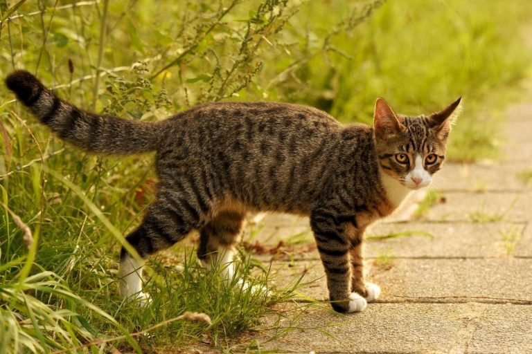 Why Are My Cat’s Front Legs Shorter Than the Back? Bela Pets