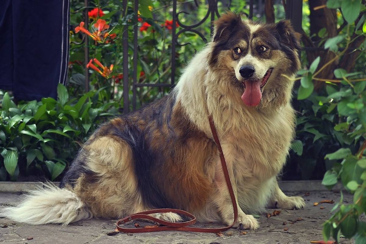 Why Does My Dog Look Back At Me