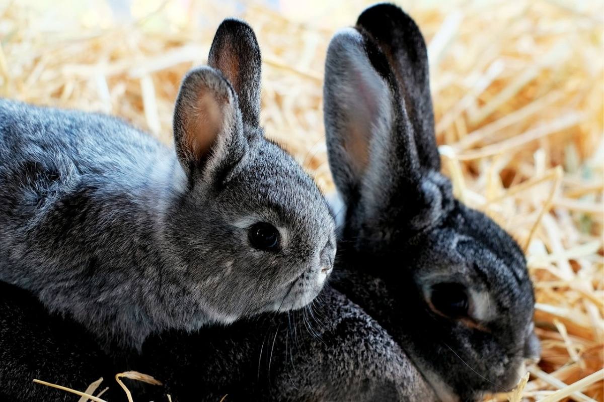Can You Breed Rabbits That Have the Same Dad? Bela Pets