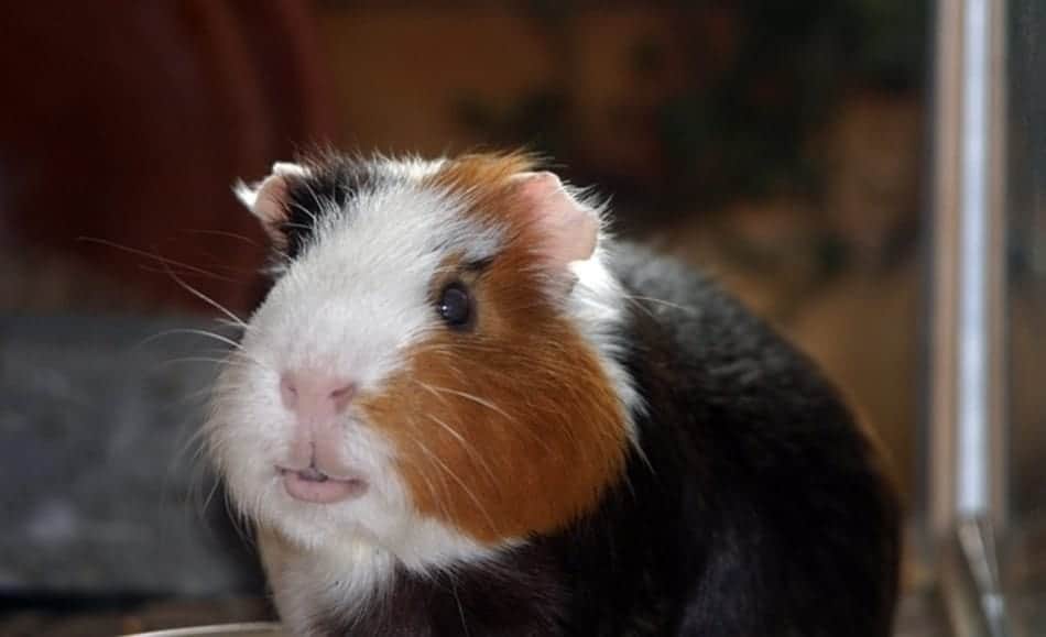 Why Does My Guinea Pig Drink Upside Down?